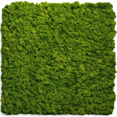 Set 2 Pannelli Fonoassorbente Acustico Effetto Muschio Erba 60x60 cm