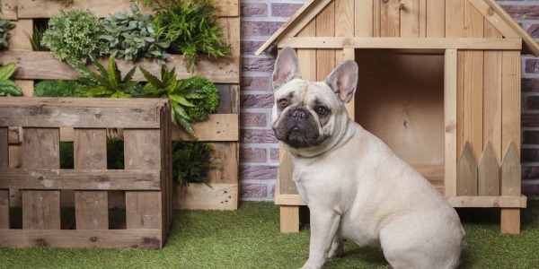 Cucce per cani da interni: come deve essere la cuccia per il cane