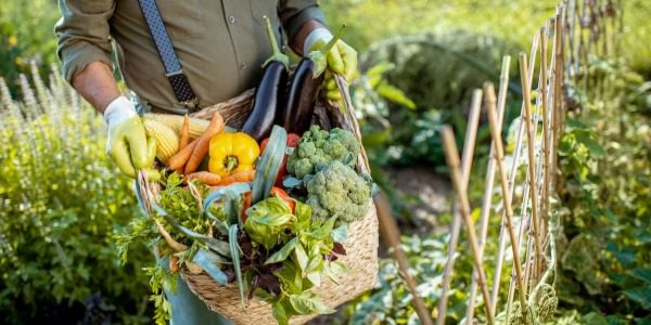Orto in giardino: come preparare il terreno e quali colture seminare
