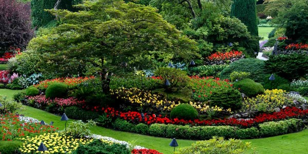 Erbacce da giardino: le migliori soluzioni per una pulizia e un controllo efficace