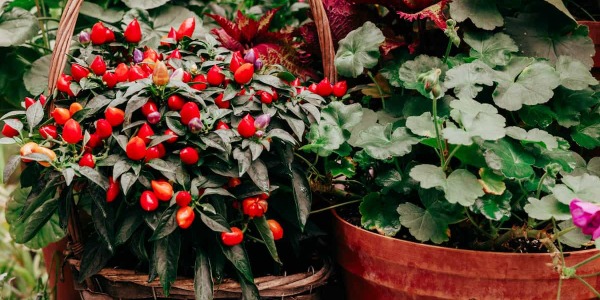 Guida alle piante invernali da esterno: colore e verde anche col freddo