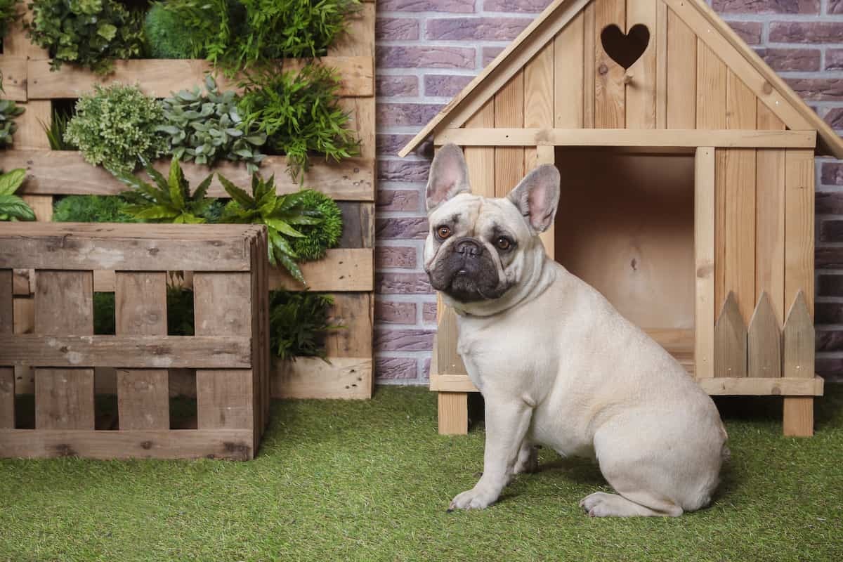 Cucce per cani da interni: come deve essere la cuccia per il cane