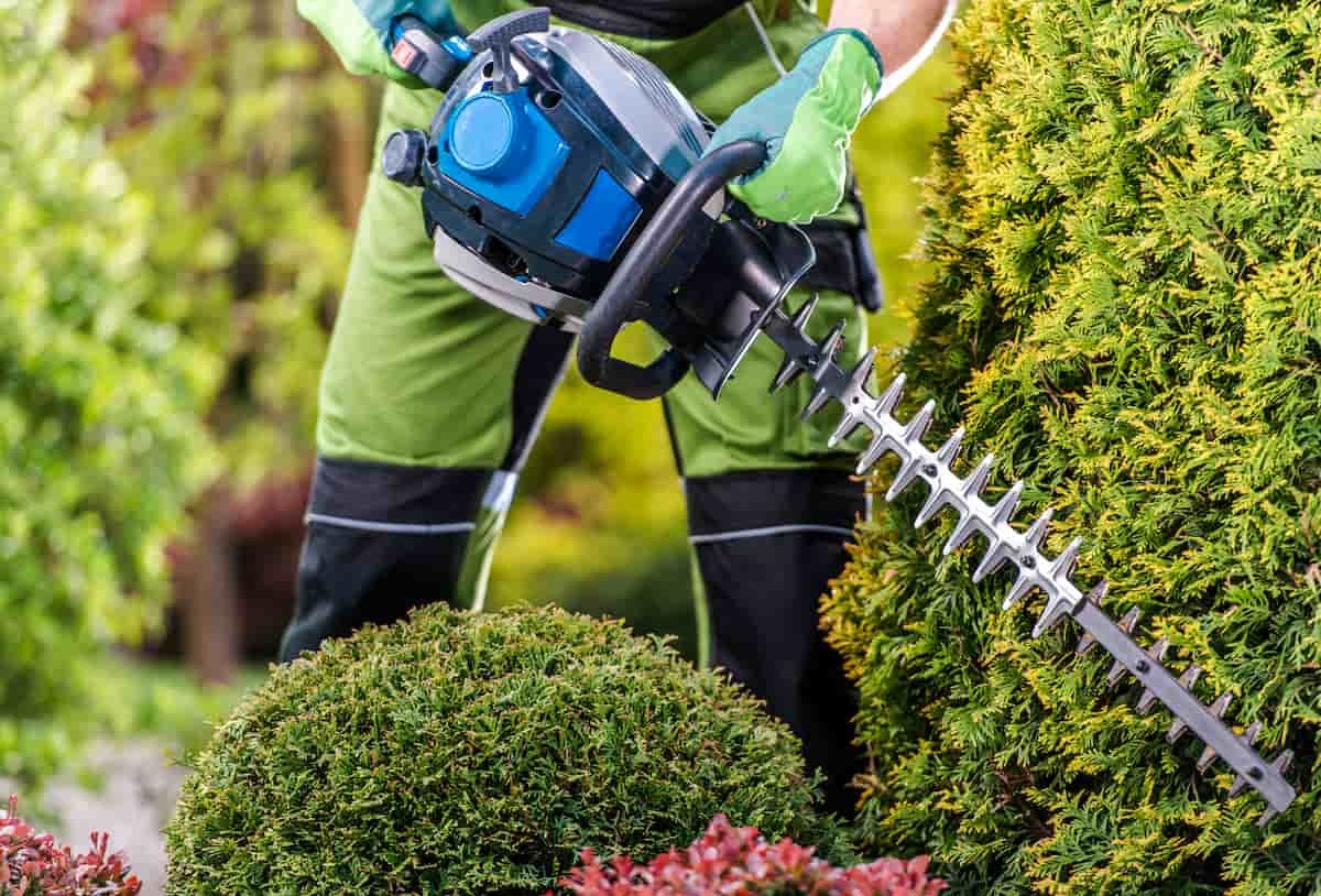 Tagliasiepe elettrico: quanti watt deve possedere per essere efficace e funzionale